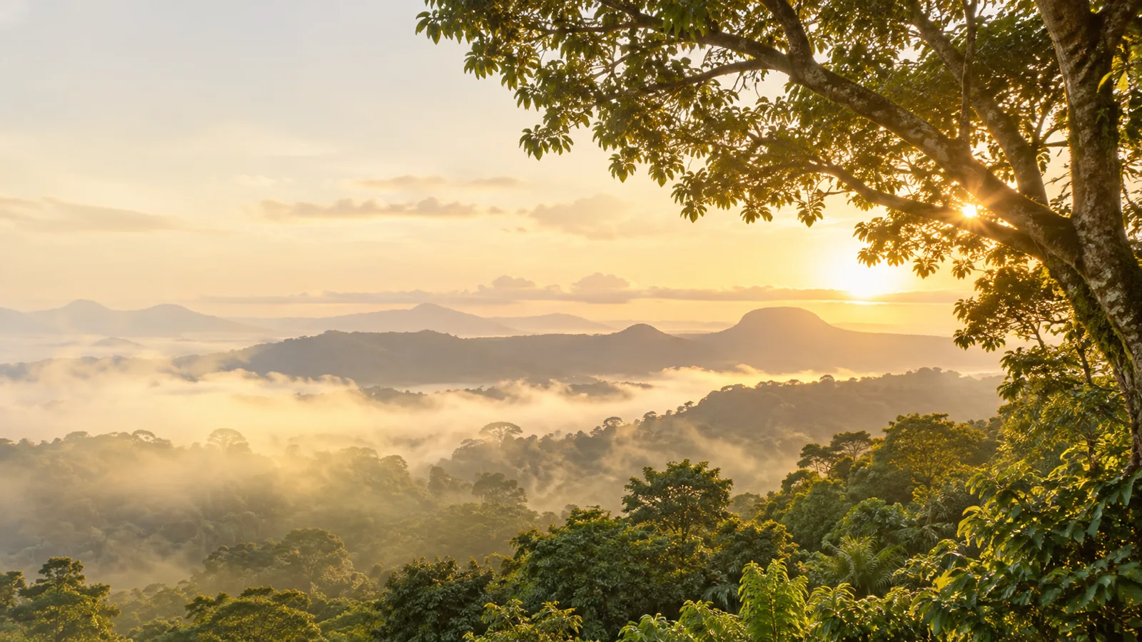 Natureza e luz suave